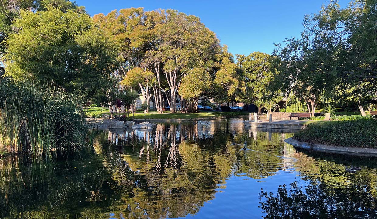 reflection from the circle of trees on the lake